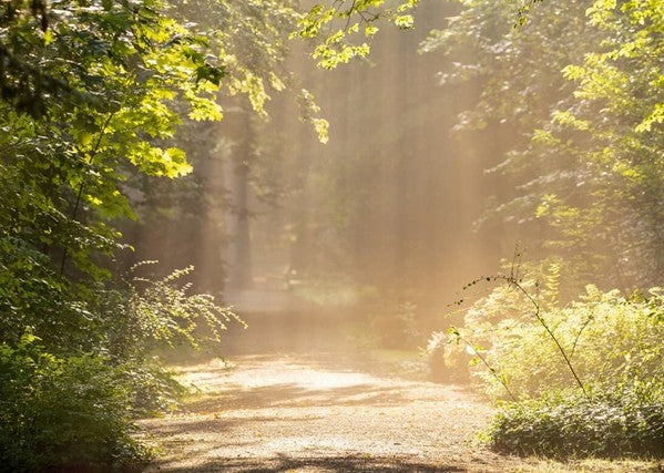 The Green Prescription: How living near nature may boost bone density and reduce osteoporosis risk