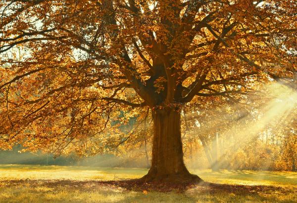 Boost Your Mental Health: The Power of Nature and Green Social Prescribing