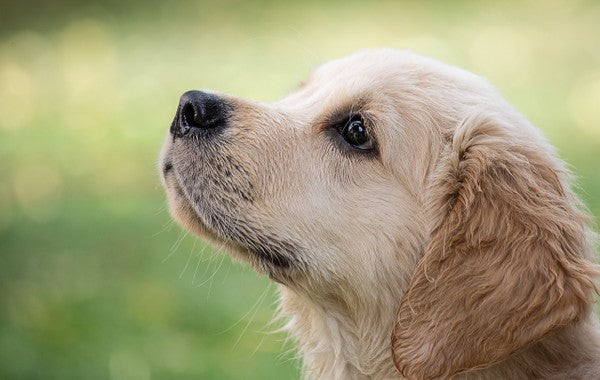 Unlocking Happiness: How Just Five Minutes with a Dog Can Elevate Your Mood and Boost Your Health